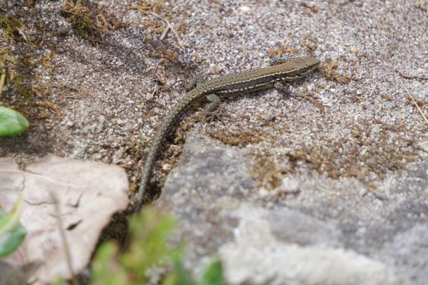 Lézard des murailles se chauffant sur un rocher de granit gris