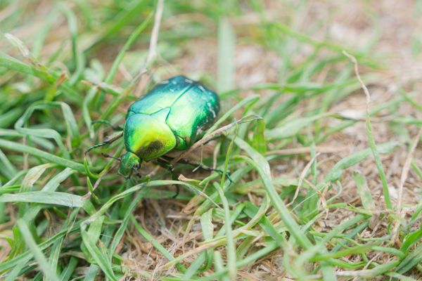 Cétoine dorée au vert métallique avançant dans l'herbe