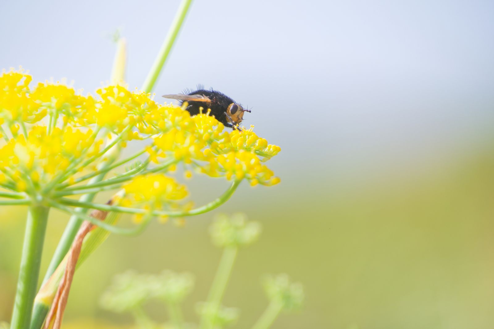 Mouche velue butinant des fleurs jaunes de fenouil sur fond doux