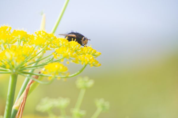 Mouche velue butinant des fleurs jaunes de fenouil sur fond doux