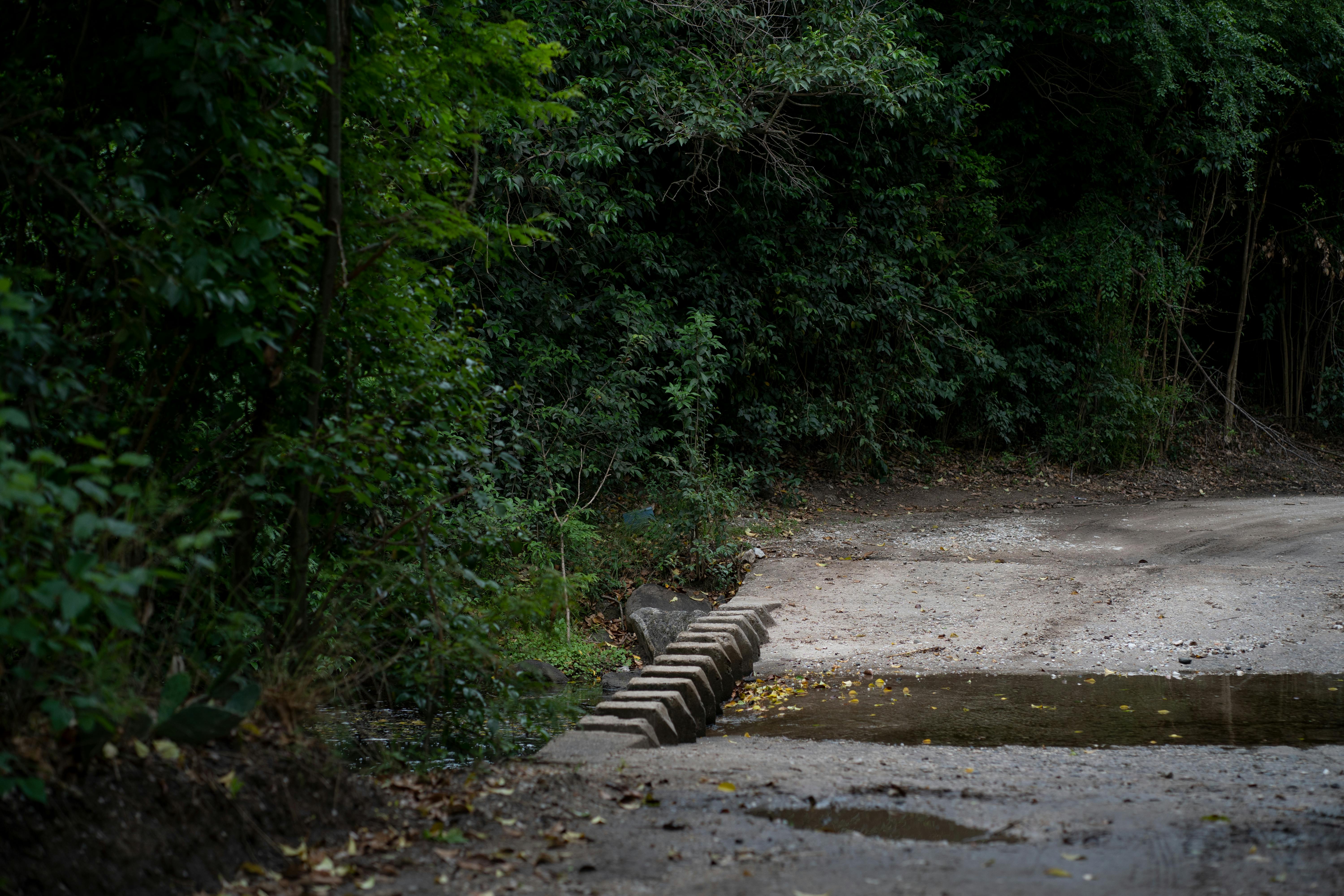 ingyenes Eldugott erdei ösvény buja növényzettel Córdoba közelében, Argentínában. Stockfotó