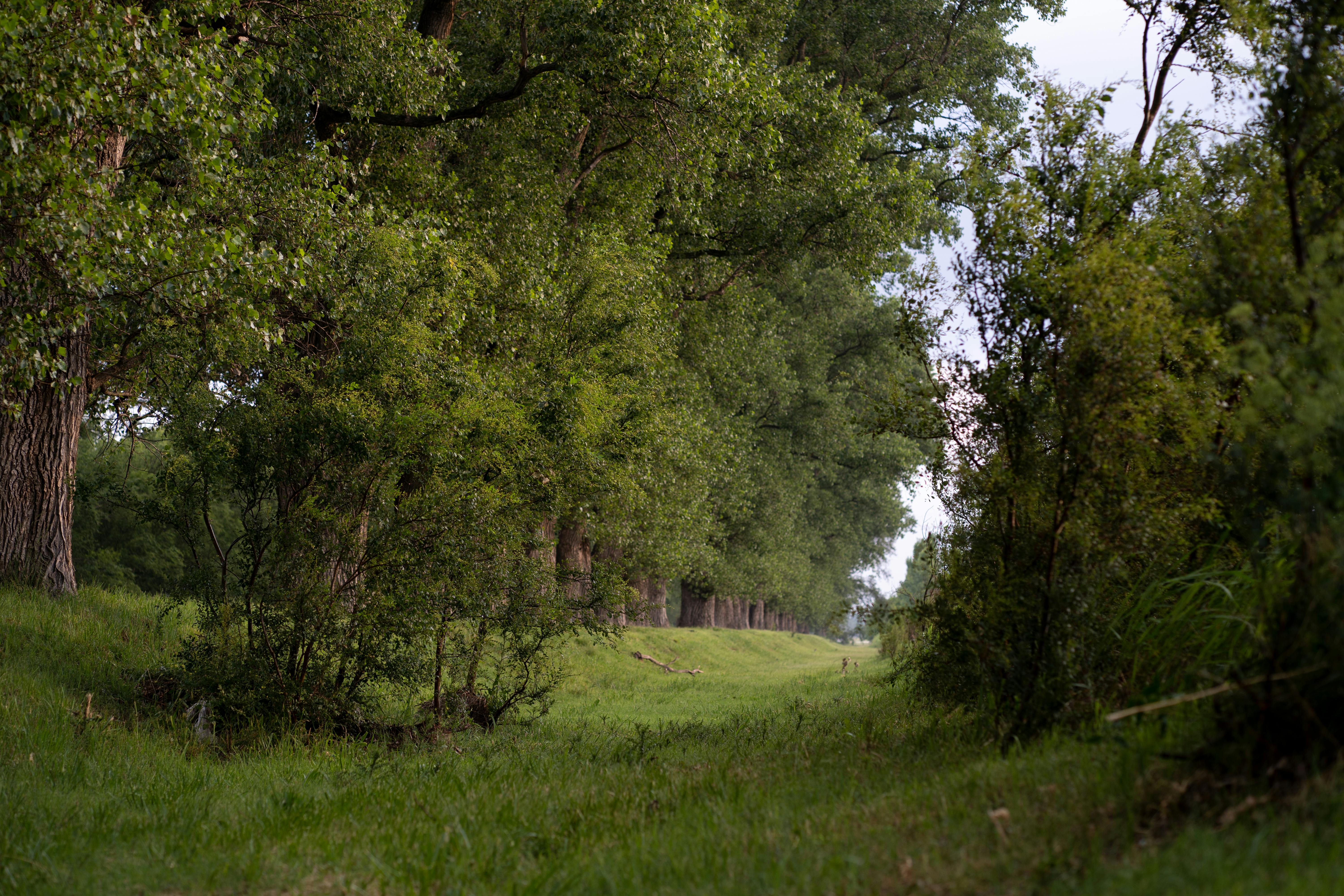 Gratuit Imagine de stoc gratuită din @în aer liber, America de Sud, arbori Fotografie de stoc