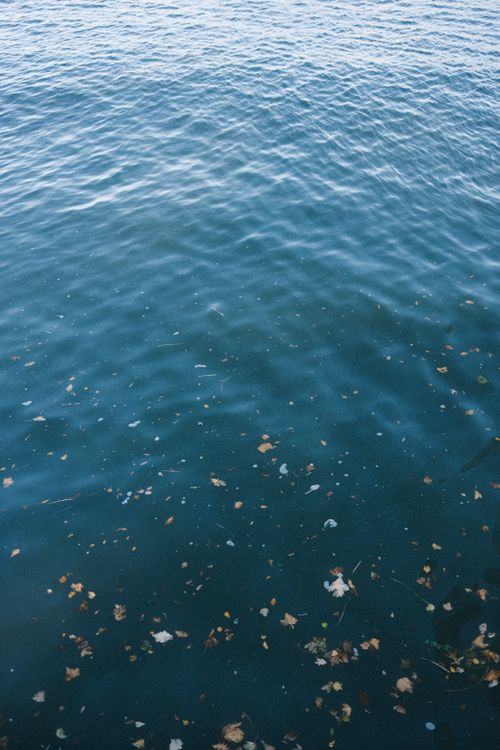 Free Serene blue ocean water with scattered autumn leaves creates a tranquil scene. Stock Photo