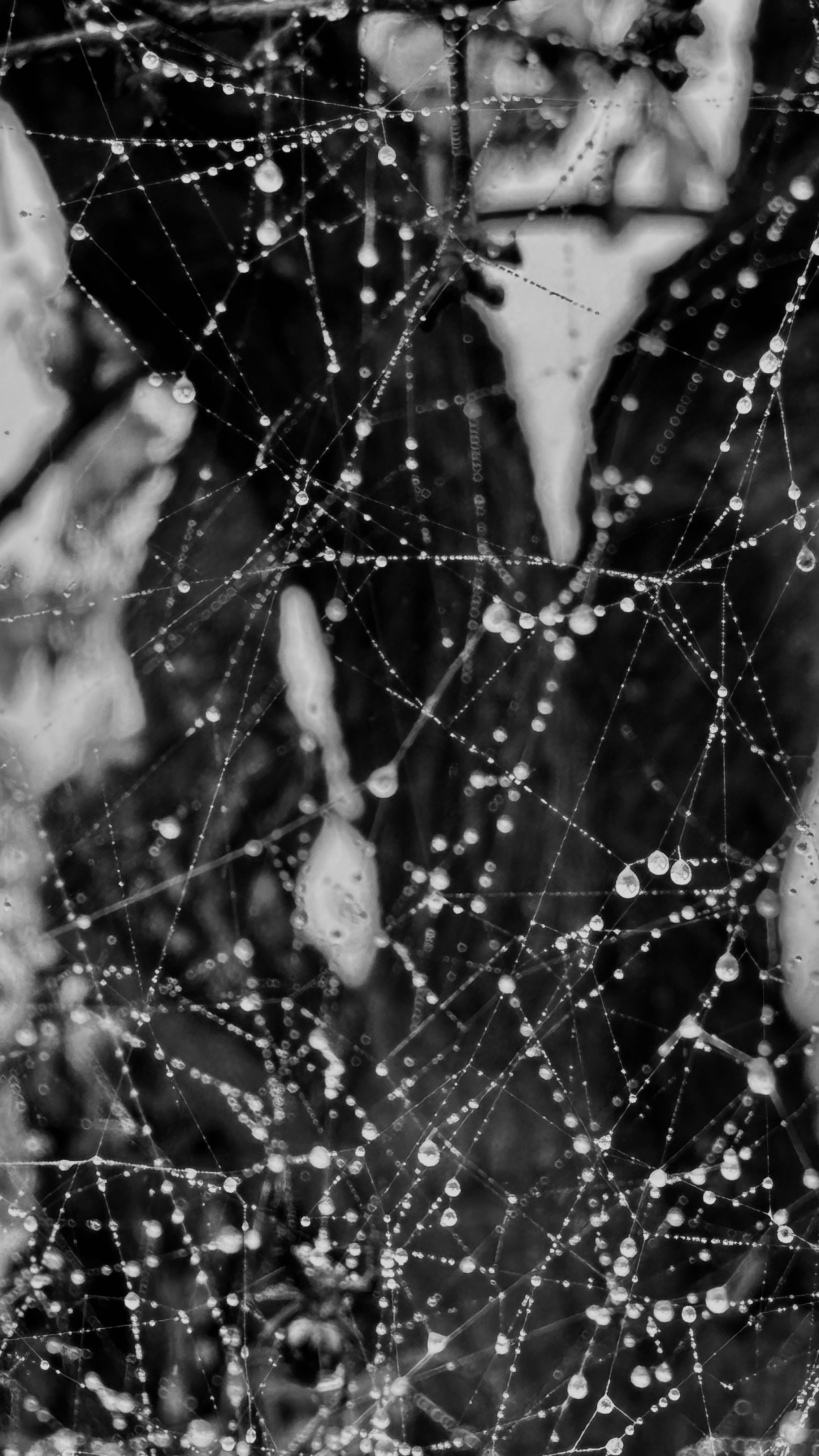 Close-up of a dewy spider web showcasing intricate details in black and white.