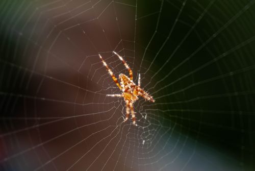 Free Detailed macro shot of a spider on its web, showcasing natural details against a blurred green backdrop. Stock Photo