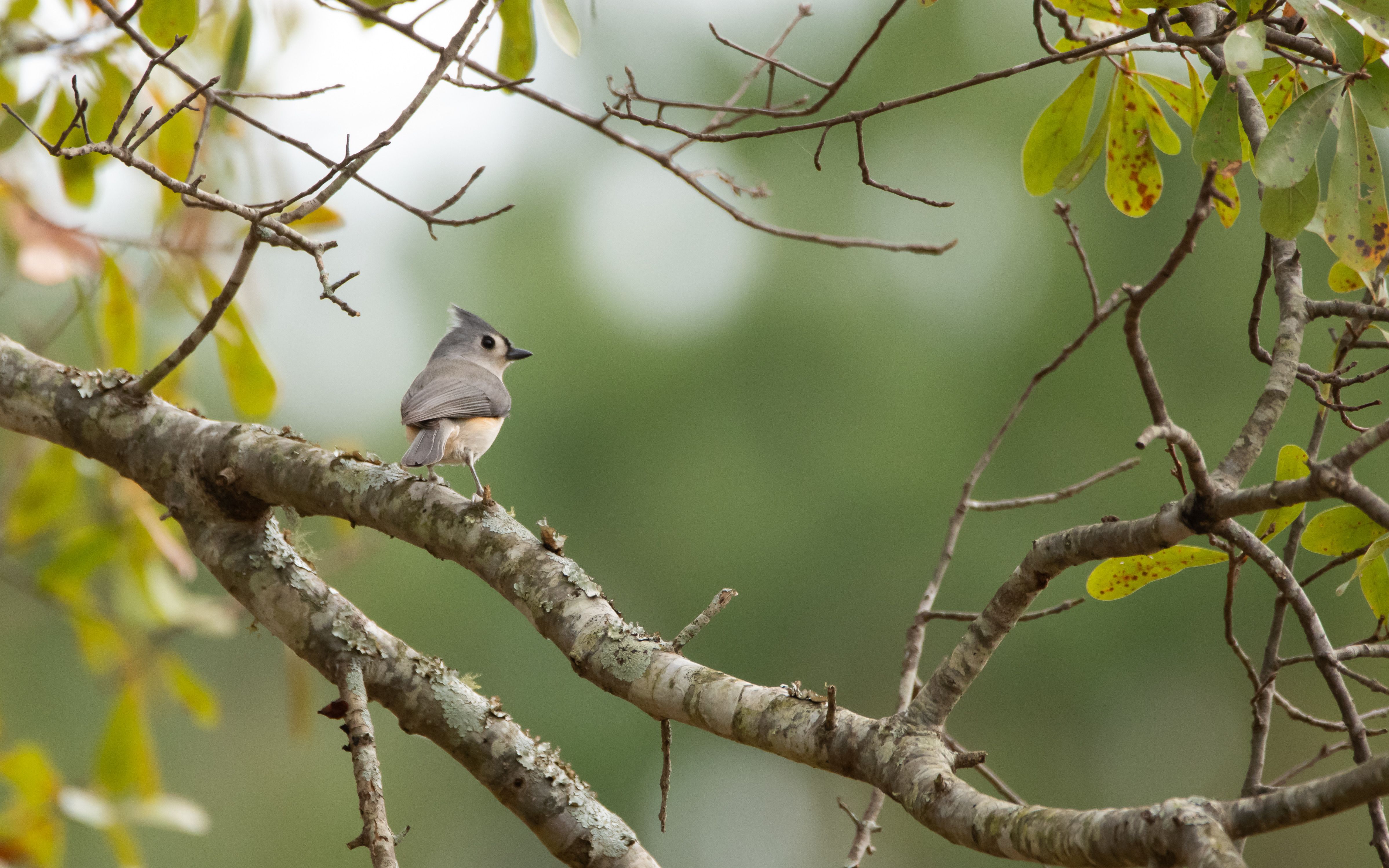 Tufted Titmouse Perched on Tree Branch in Forest · Free Stock Photo