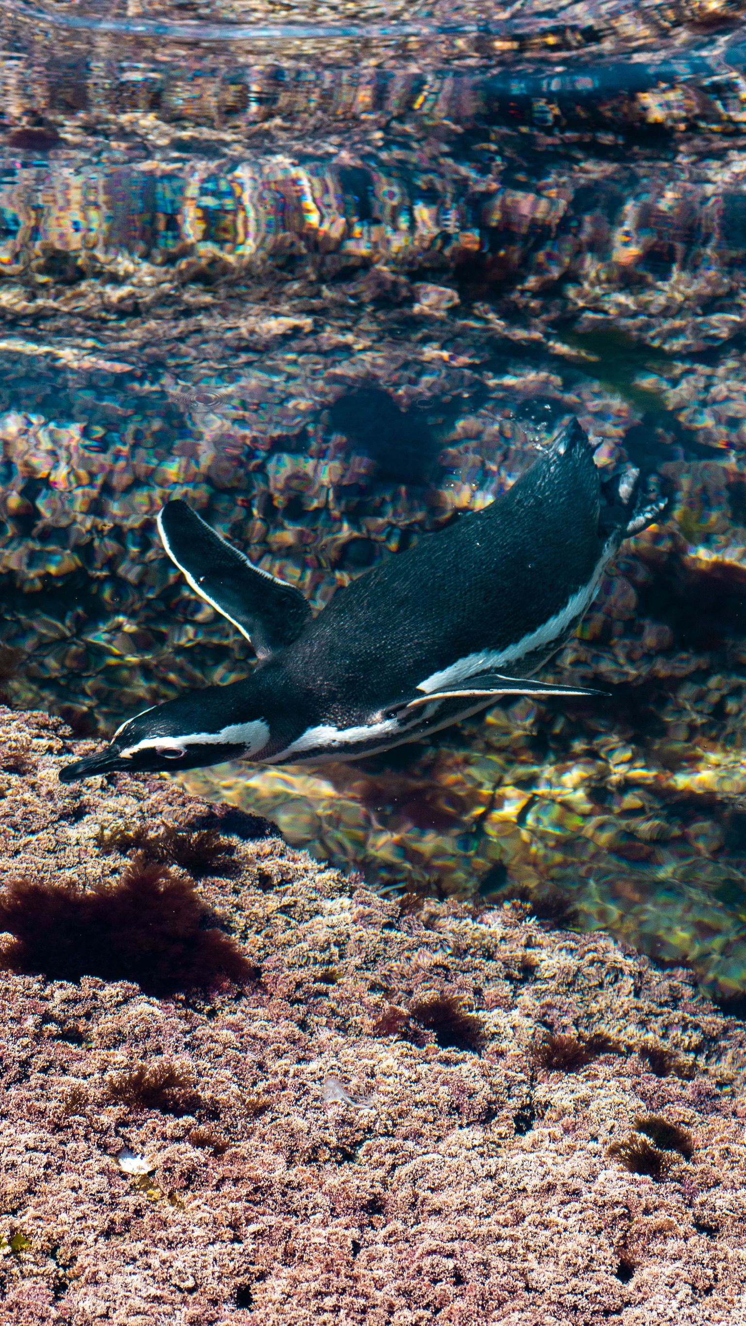 Fotomural Un pingüino de Humboldt se desliza por las aguas cristalinas de Comodoro Rivadavia, Argentina.