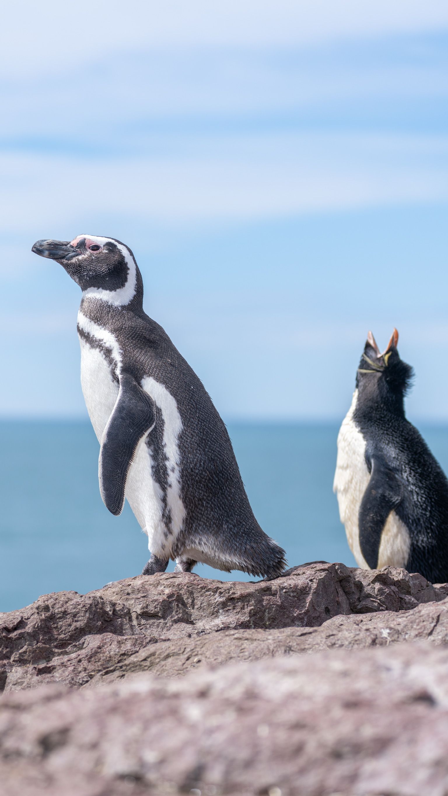 Fotomural Dos pingüinos en una orilla rocosa con el océano de fondo, disfrutando de la luz del día.