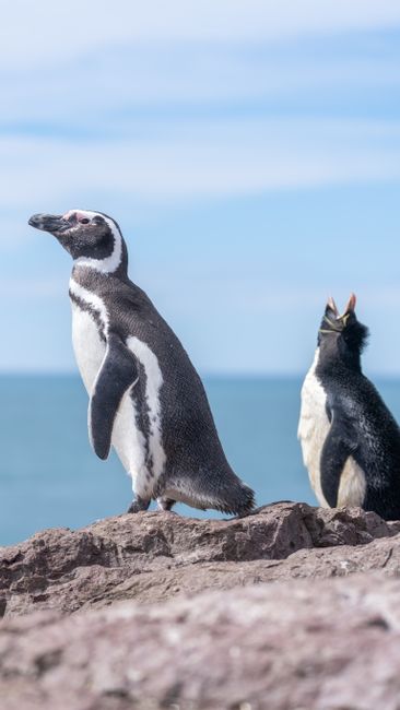 Fotomural Dos pingüinos en una orilla rocosa con el océano de fondo, disfrutando de la luz del día.