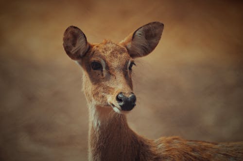 Close-up Photography of A Brown Deer