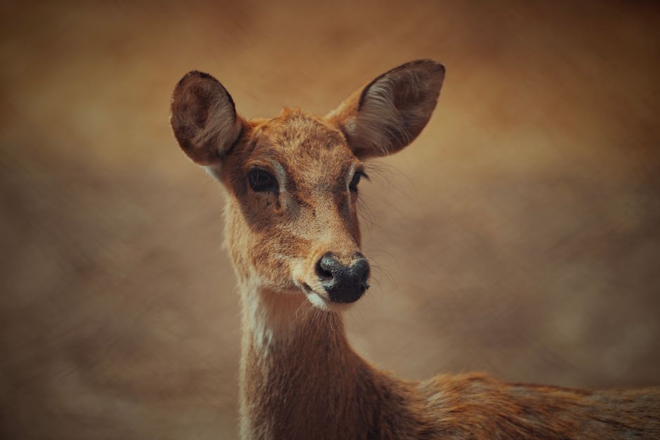 Intimate shot of a deer gazing directly at the camera in a natural setting.