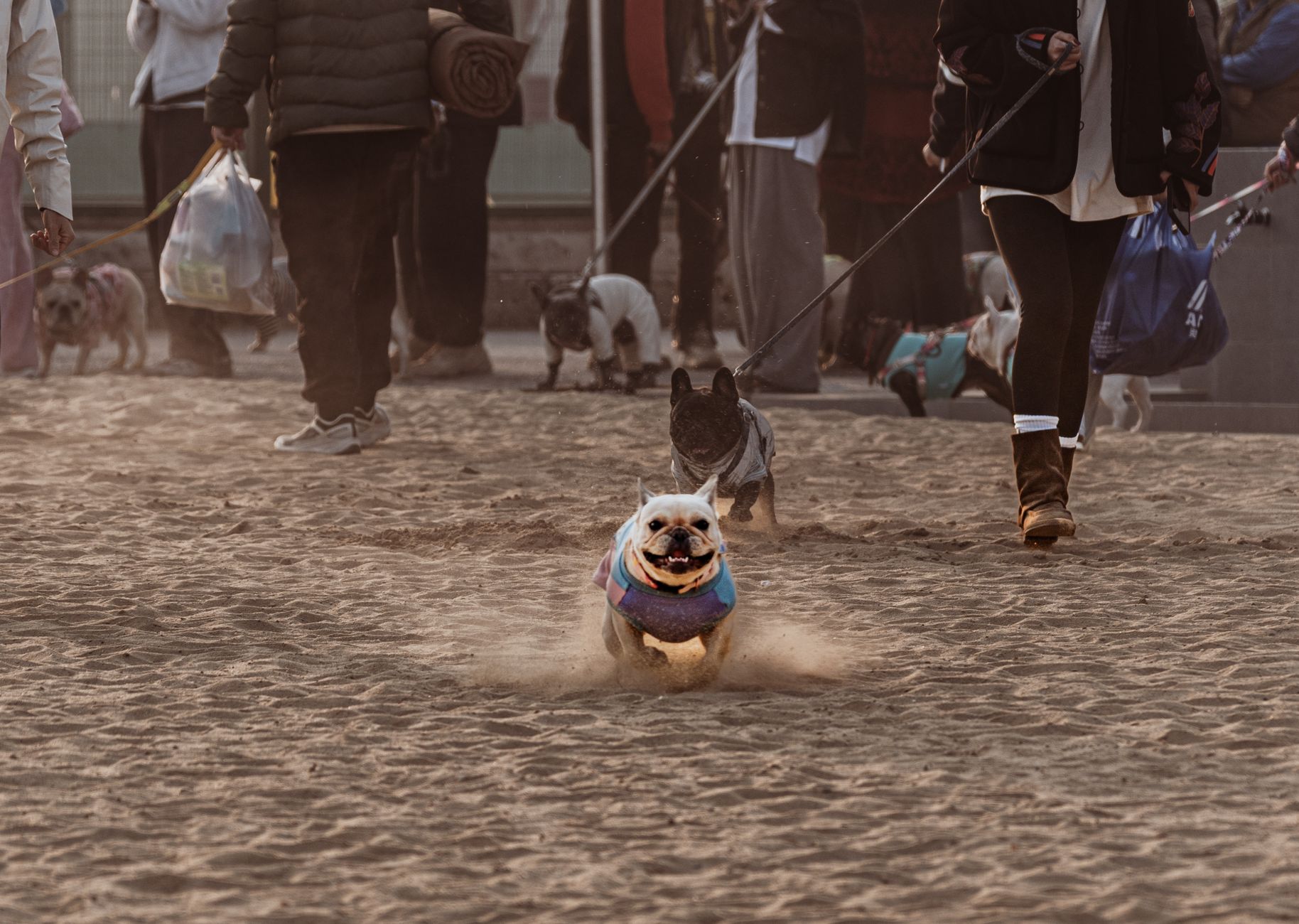 Dog Beds, Dog Crates & Kennels, Dog Toys, Dog Collars, Dog Harnesses, Dog Leashes, Dog Bowls & Feeders, Dog Travel Products, Dog Safety Products, Dog Technology, Dog Clothing & Accessories, Dog Furniture, Dog Training Equipment, Dog Identification Products, Dog Cleaning Products