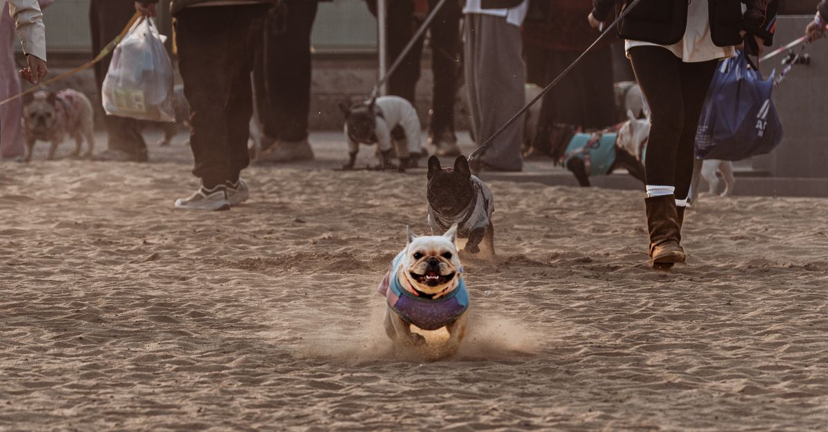 Captivating scene of dogs running joyfully on a sandy beach with their owners during a warm day.
