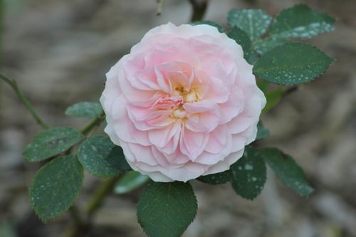 Free A close-up of a soft pink rose in full bloom in a Toronto garden, showcasing its vibrant petals. Stock Photo