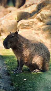 A capybara sitting in sunlight with a rocky natural backdrop.