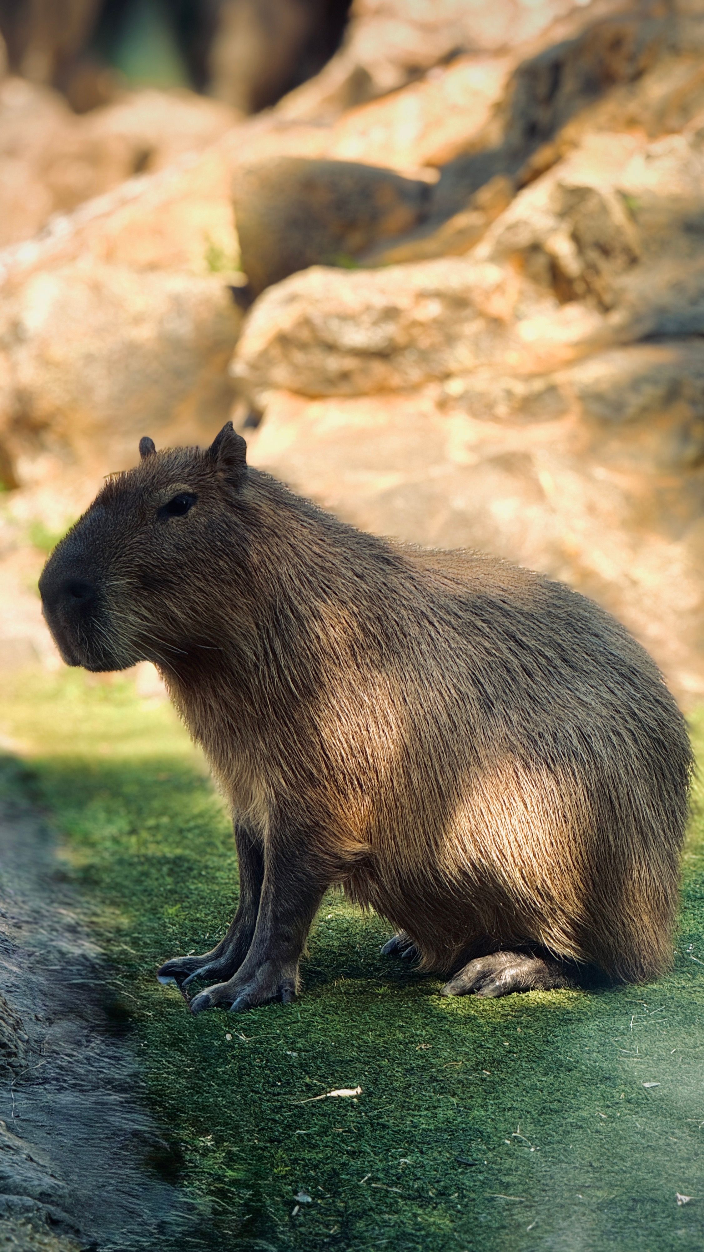 Cute Capybara Desktop Wallpaper Photos, Download The BEST Free Cute ...