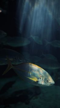 Golden trevally fish swimming underwater with sunbeams filtering through in a marine aquarium.
