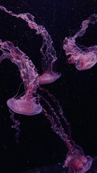 Captivating image of purple jellyfish gracefully floating in the dark ocean depths.