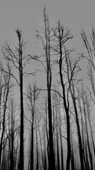Black and white image of leafless trees silhouetted against a foggy gray sky, creating a serene, minimalistic mood.
