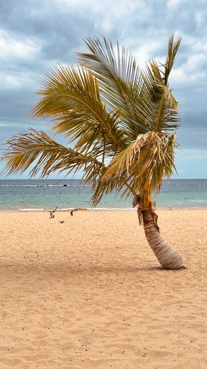 Solitary Palm Tree on Sandy Beach with Ocean View · Free Stock Photo