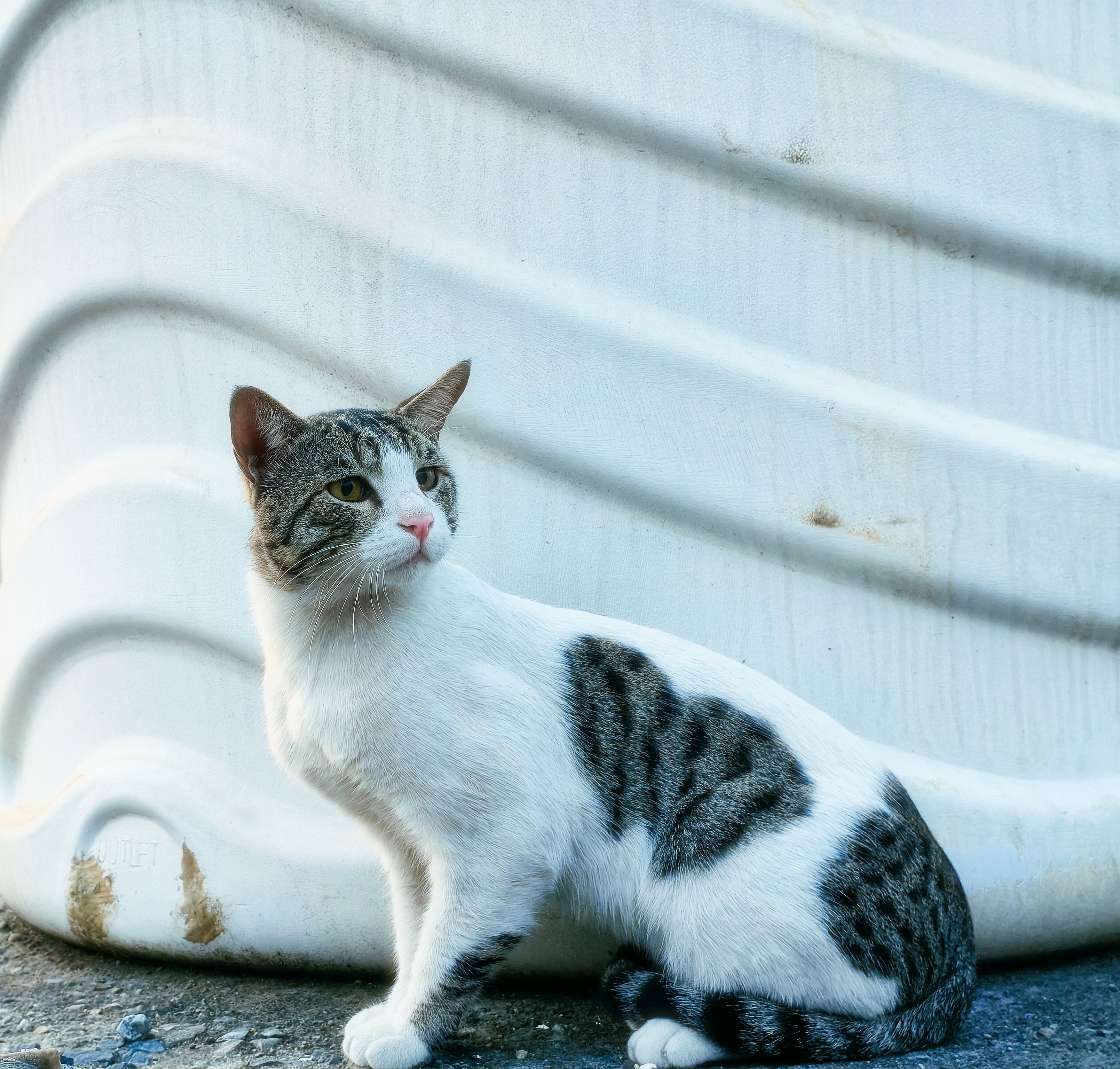 ⁂チャラチャラネコ⁂様 確認画像 4,329+以上の無料インドの猫画像