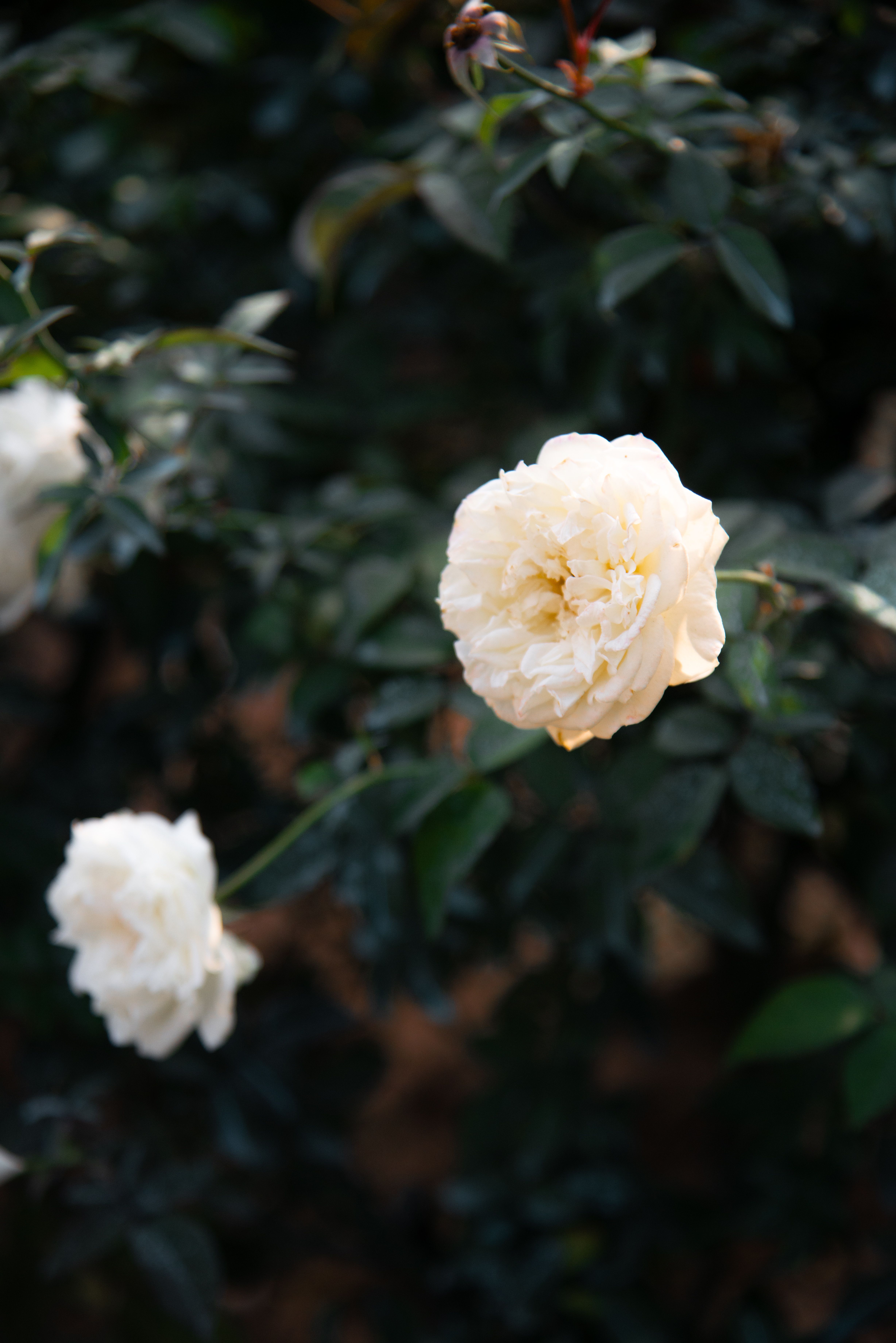 Elegant White Roses in Natural Setting · Free Stock Photo