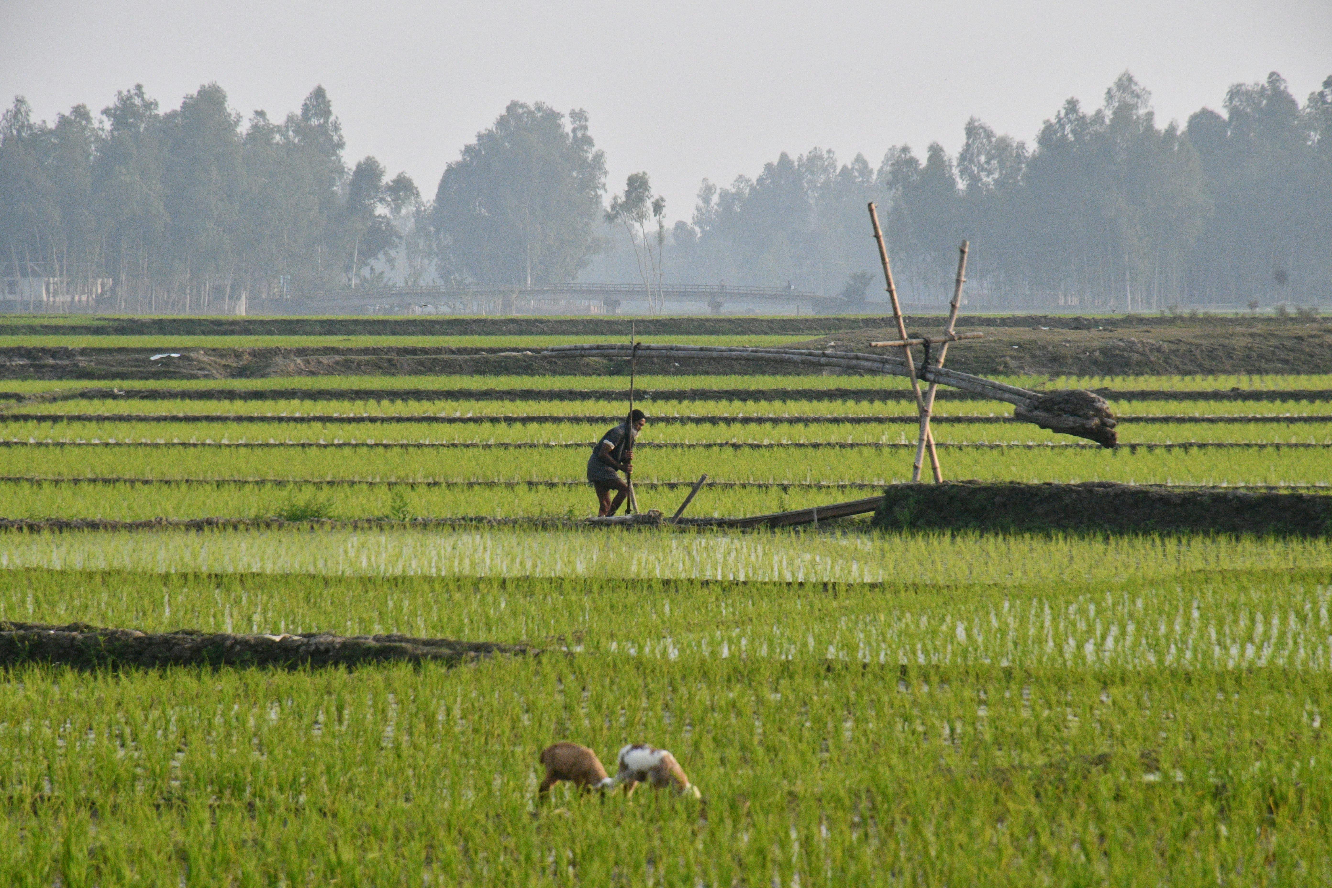 Many farmers utilize life insurance for farm financing — Photo by masudar rahman on Pexels
