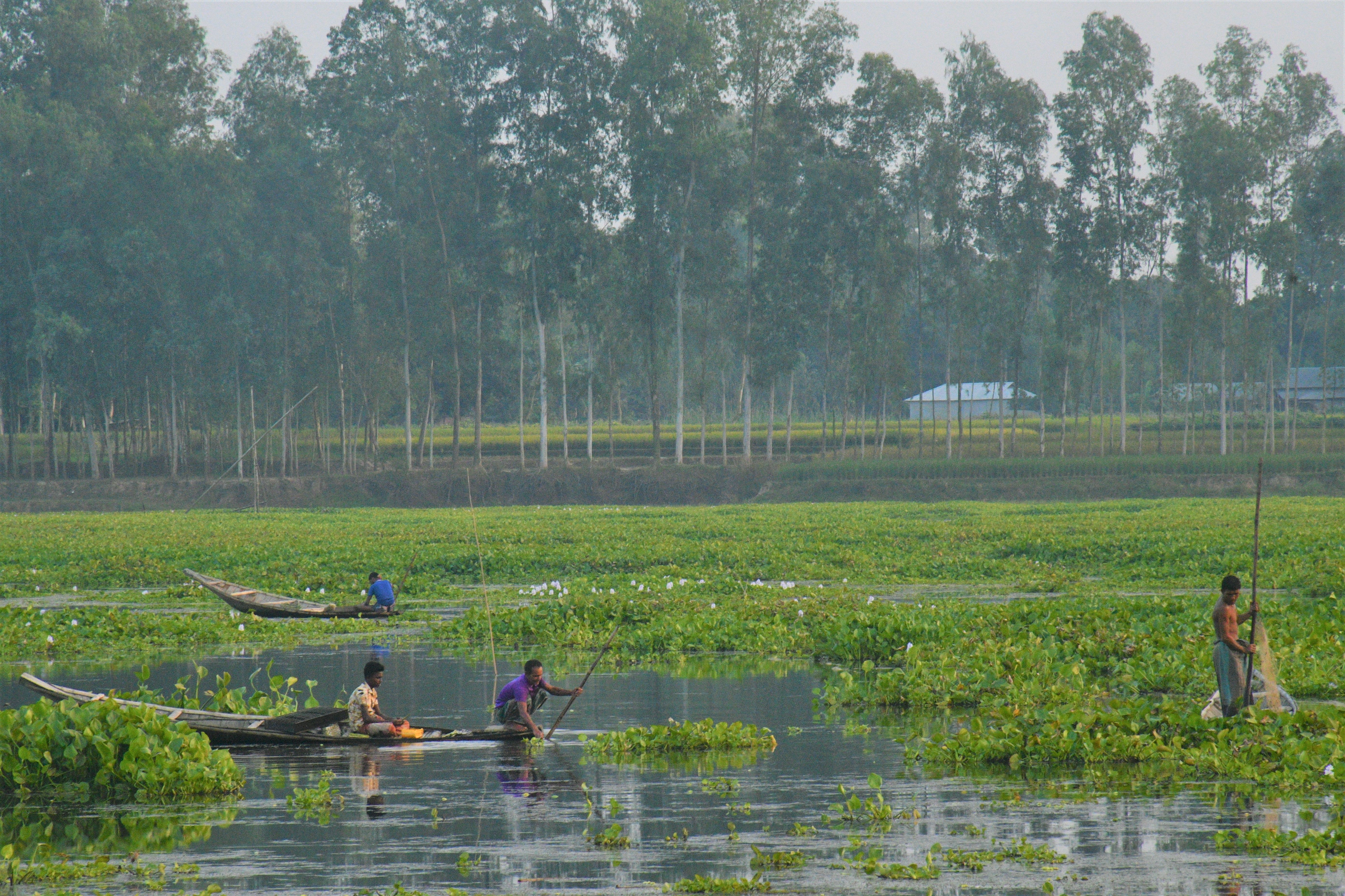 Fishermen navigate lush waterways in Bangladesh, showcasing traditional fishing methods in a serene rural setting.