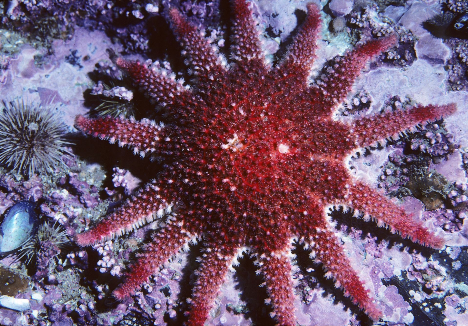 Underwater at Lough Hyne