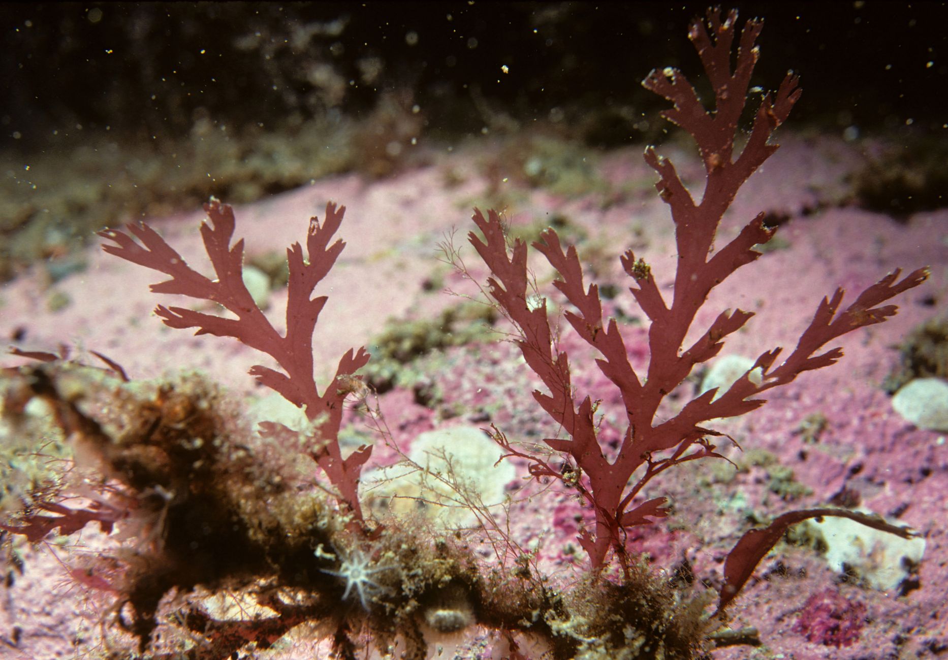 Astaxanthin 72mg protocol — Close-up of red algae, Odonthalia dentata, underwater on a marine ecosystem backdrop.