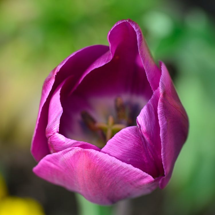 Bezpłatne Purple Tulip Flower Selective Focus Photography Zdjęcie z galerii