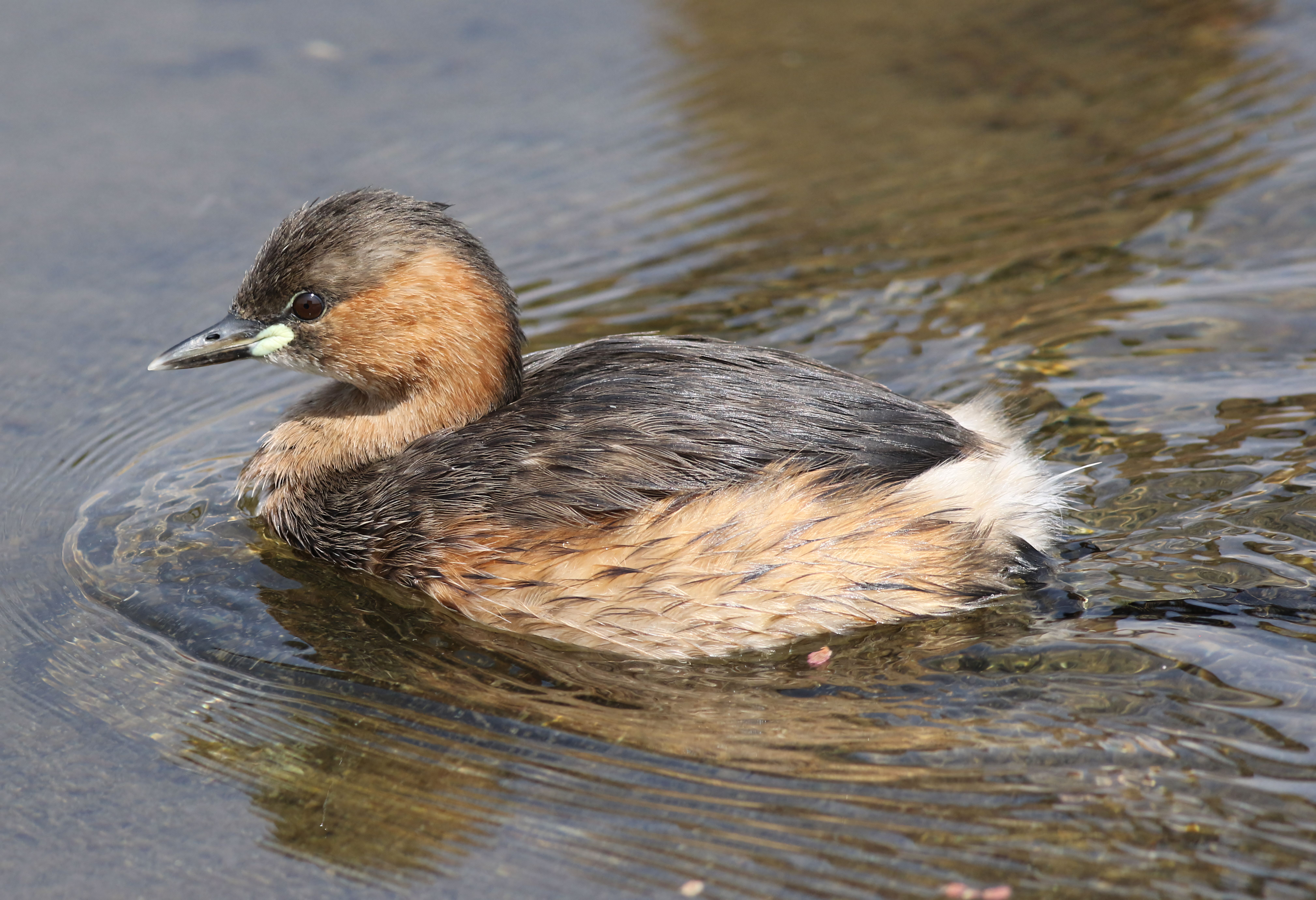 Little Grebe Swimming in Natural Wetland Habitat · Free Stock Photo