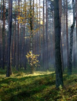 Enchanting sunbeams illuminate a peaceful forest in Szczecin, Poland.