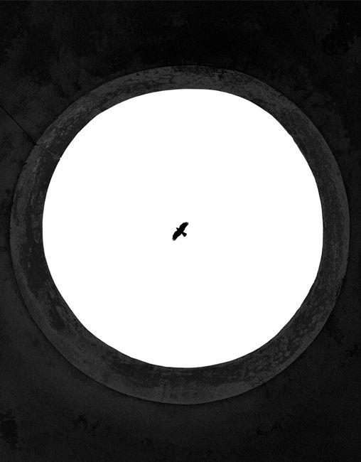 Dramatic black and white photo of a bird silhouetted against a bright sky in circular frame.