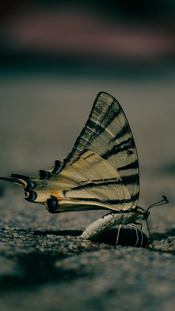 Facebook Cover Butterfly Photos, Download The BEST Free Facebook Cover ...