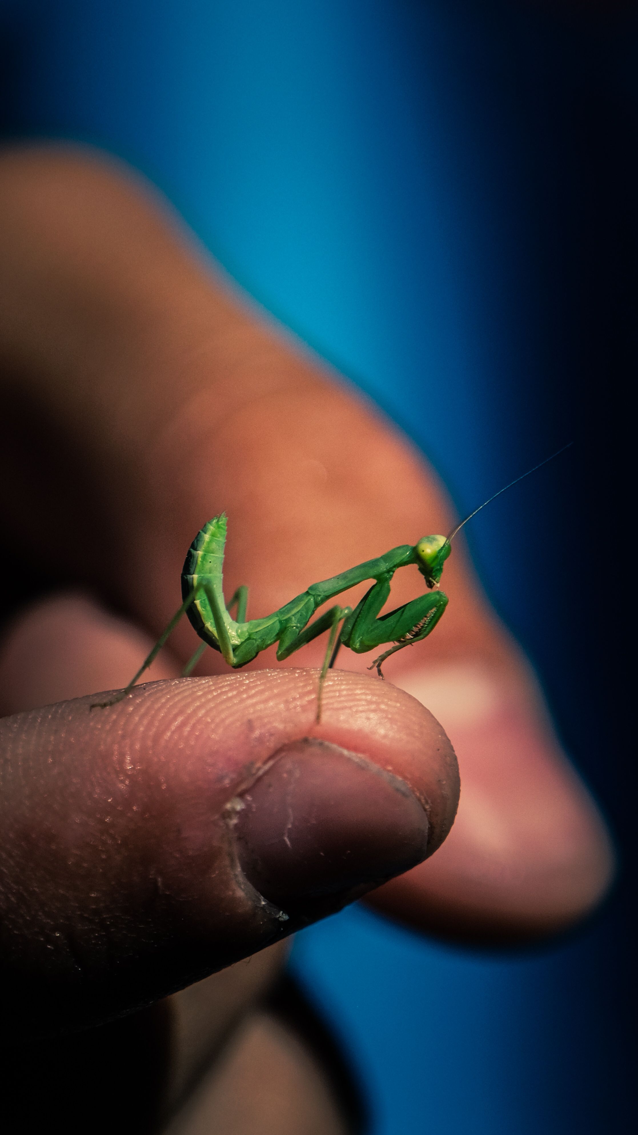 Close-Up of Green Praying Mantis on Finger · Free Stock Photo