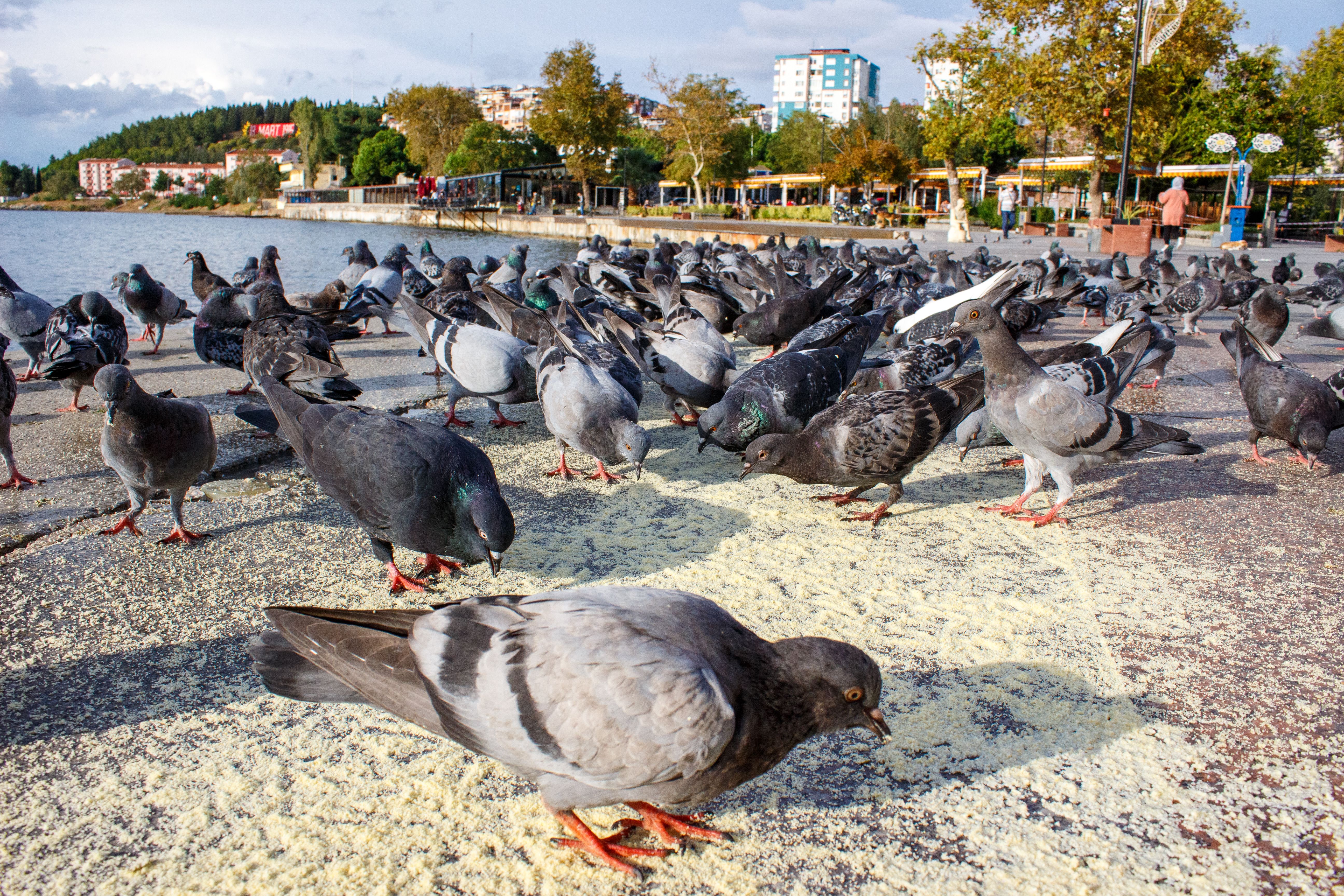 Children feeding pigeons in a Sofia city park with a fountain in the background