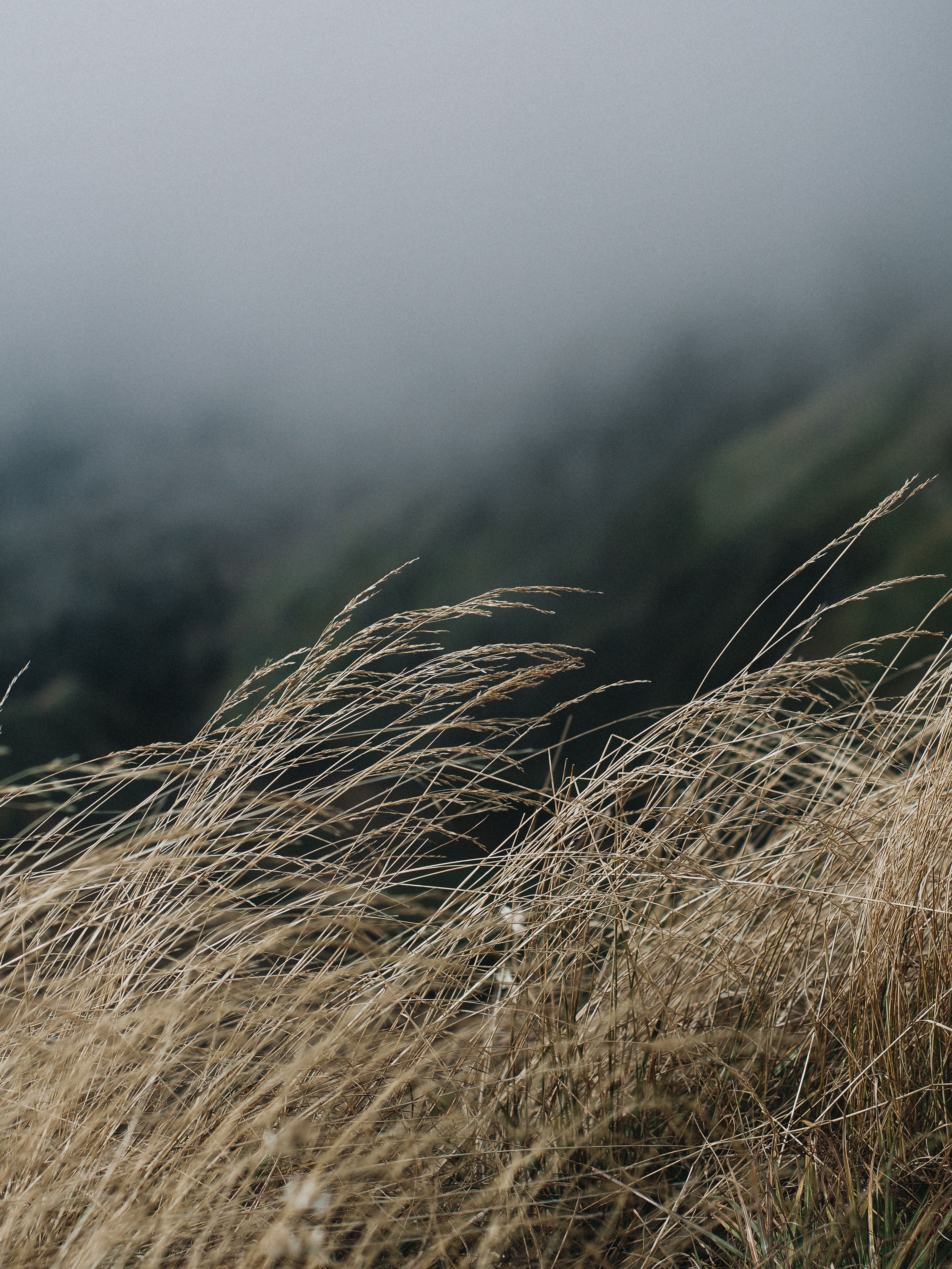 Moody Misty Grass in Remote Mountain Landscape · Free Stock Photo