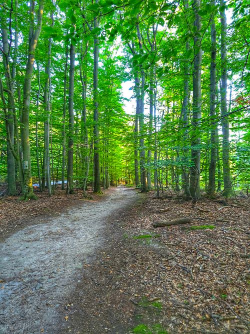 Free Tree Stock Photo