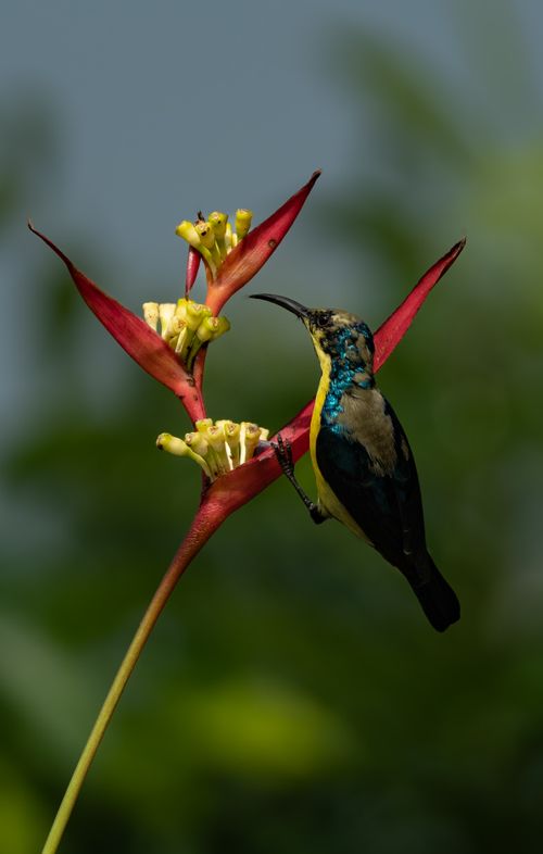 Free Vibrant sunbird perched on a striking red Heliconia flower in Madanpur, India. Stock Photo