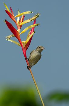 Close-up of a bird perched on a vivid Heliconia flower against a blue sky in Madanpur, India.