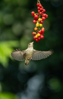 Close-up of a small bird with outstretched wings feeding on vibrant red berries, outdoors.