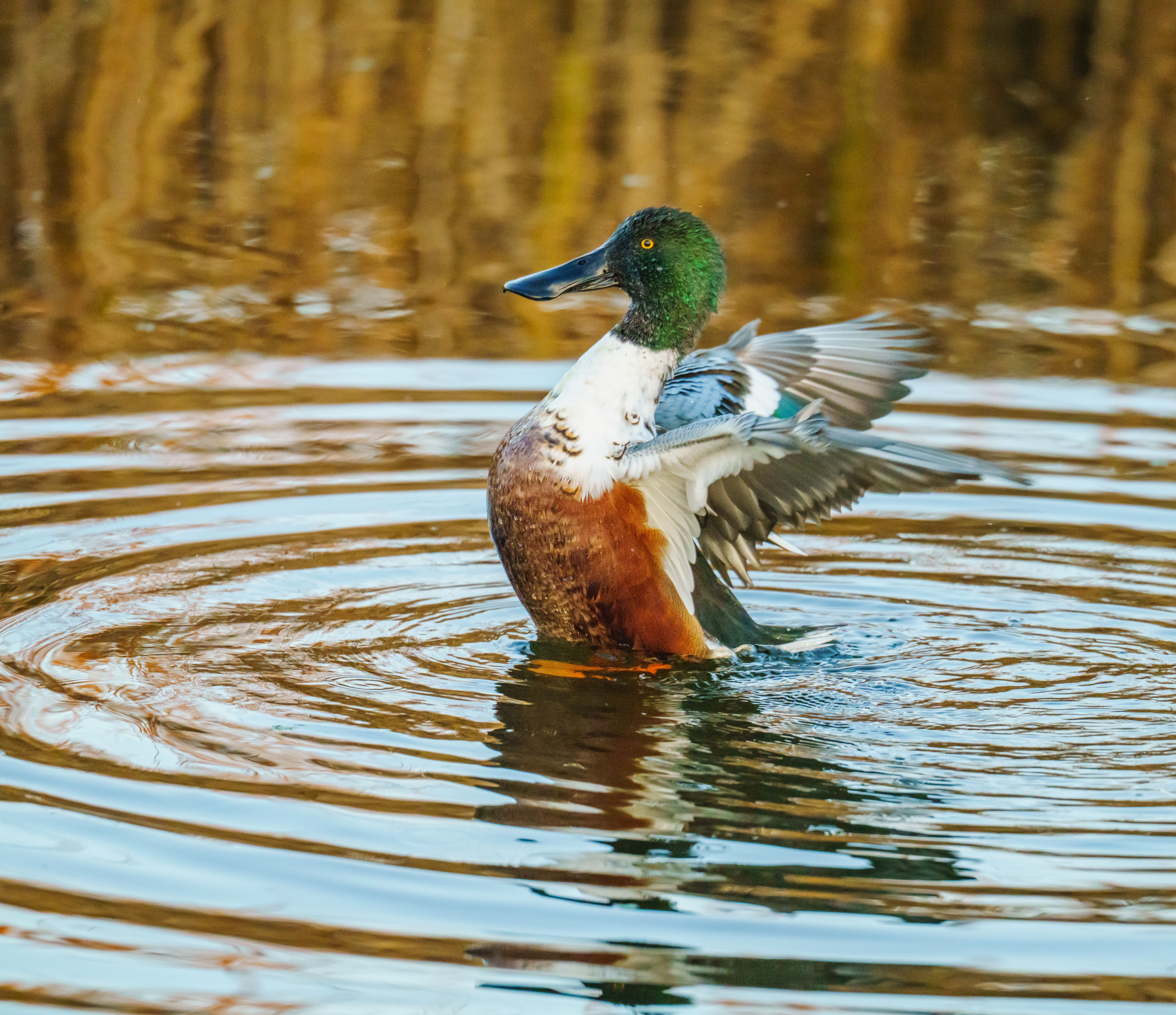 Northern Shoveler Duck in Vibrant Ripples · Free Stock Photo