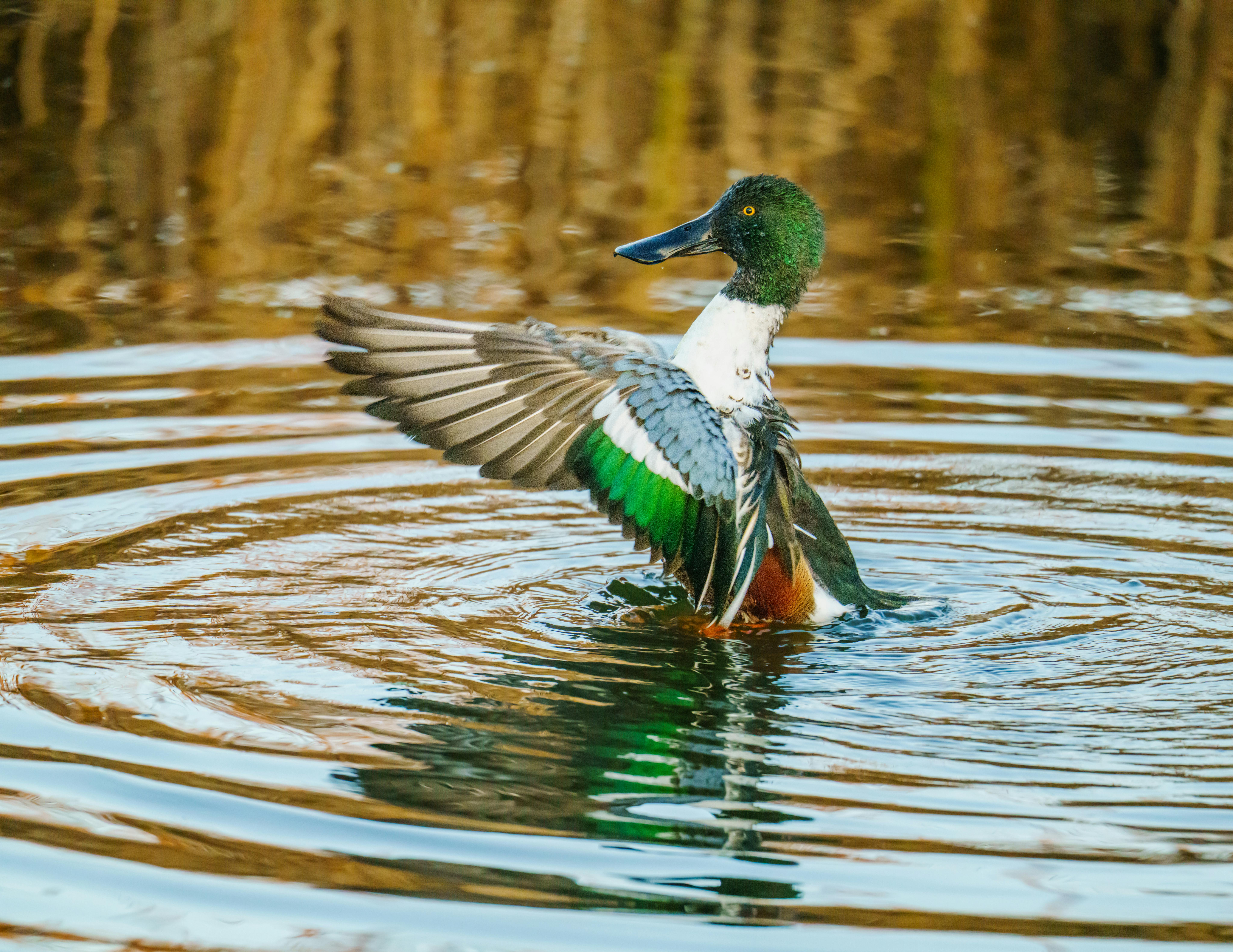 Northern Shoveler duck stretching wings in a pond with reflection and ripples.