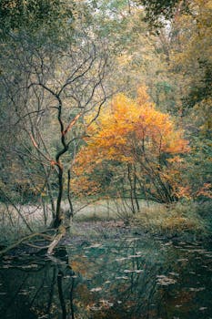 Tranquil autumn scene at Xuanwu Lake in Nanjing with vibrant fall foliage reflected in the water.