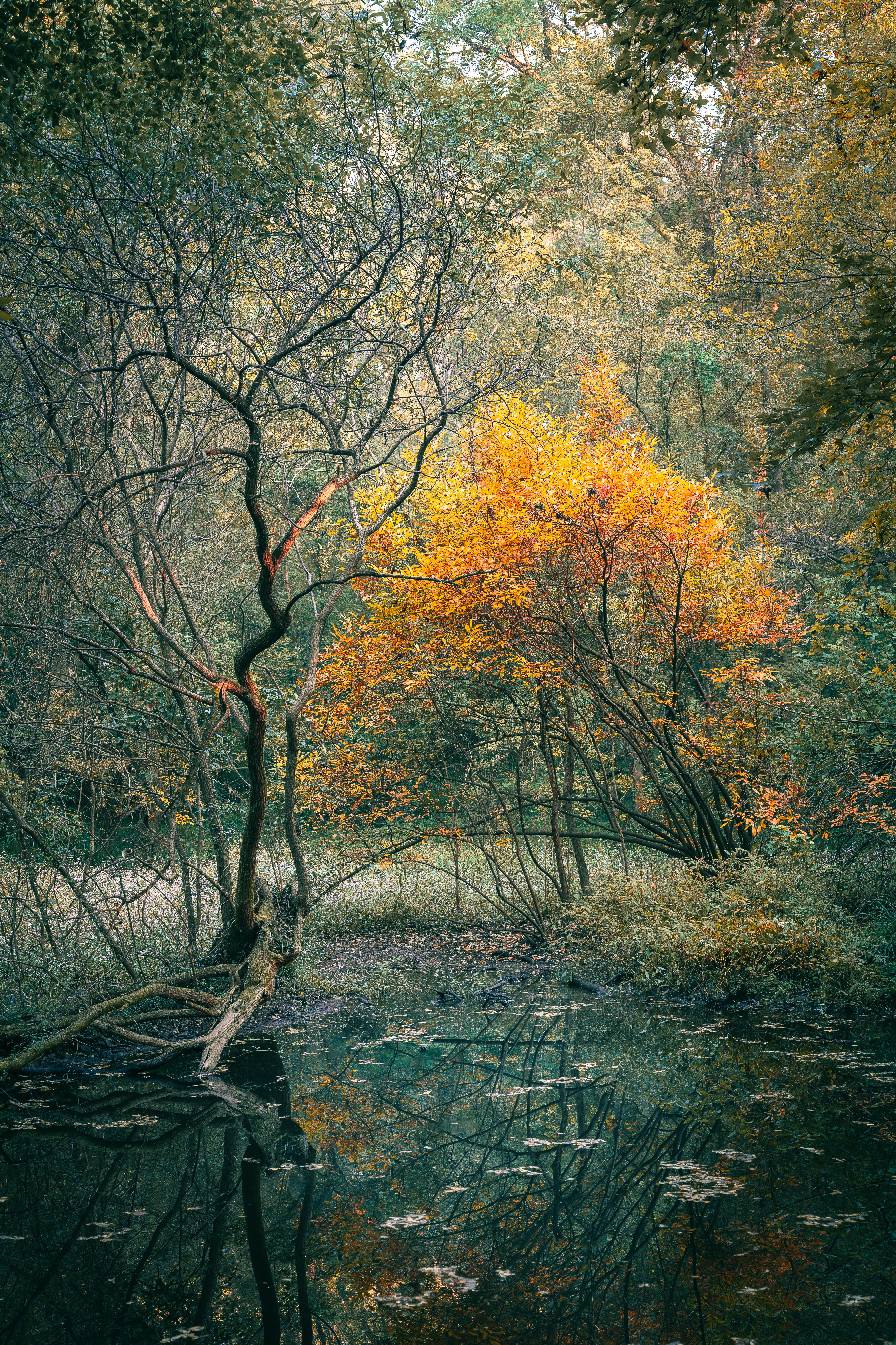 Scenic Autumn View in Nanjing's Xuanwu Lake