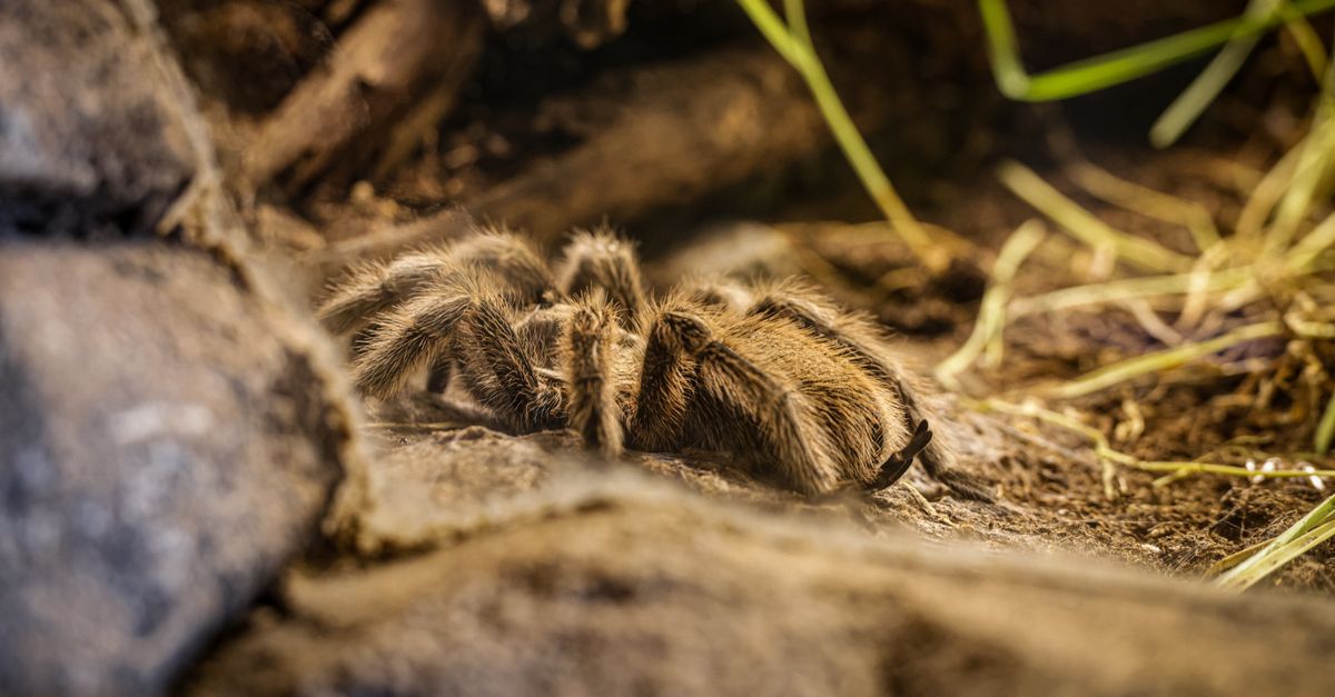 Micro Tarantulas Close-Up of a Tarantula in Natural Habitat · Free Stock Photo