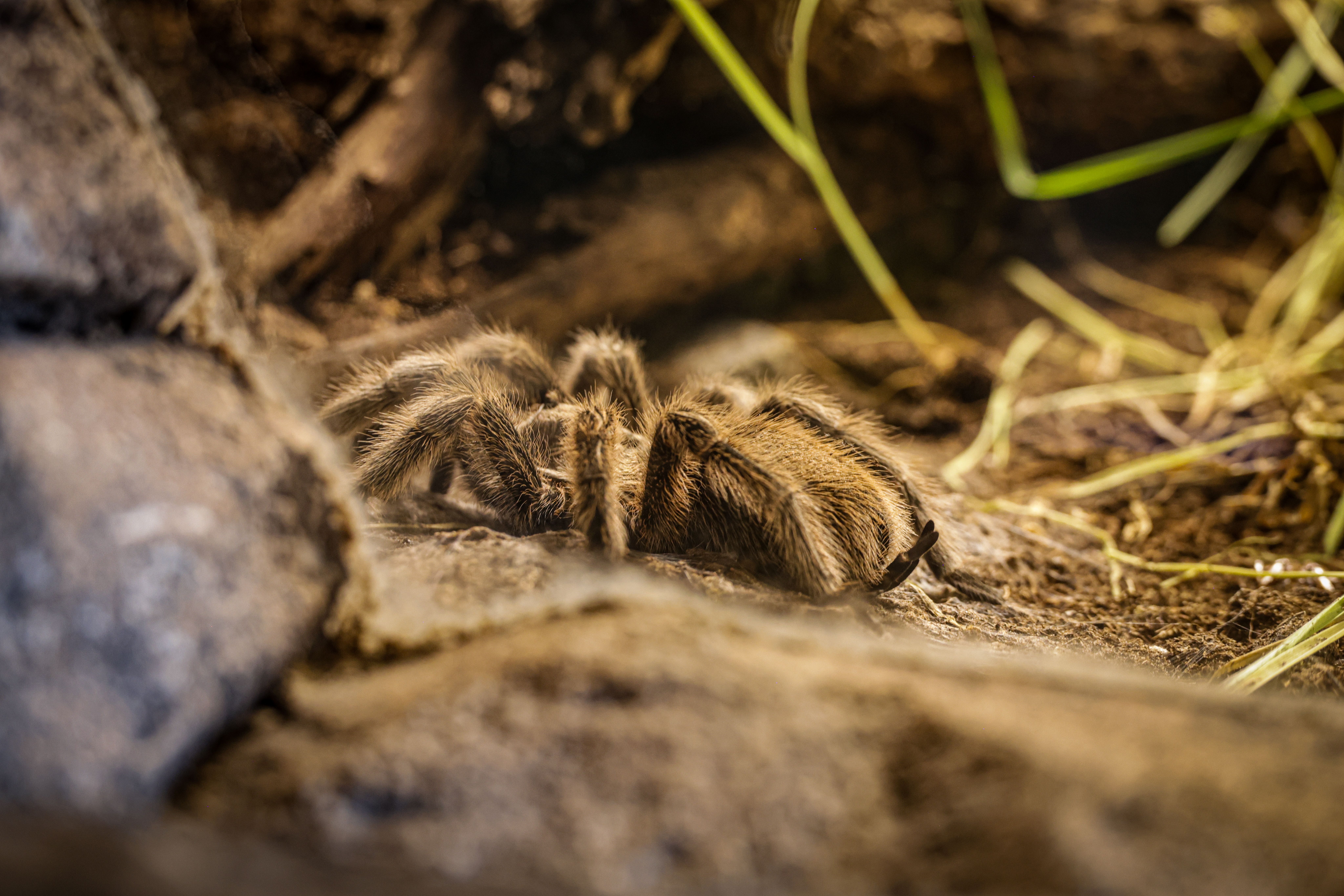 Close-Up of a Tarantula in Natural Habitat · Free Stock Photo