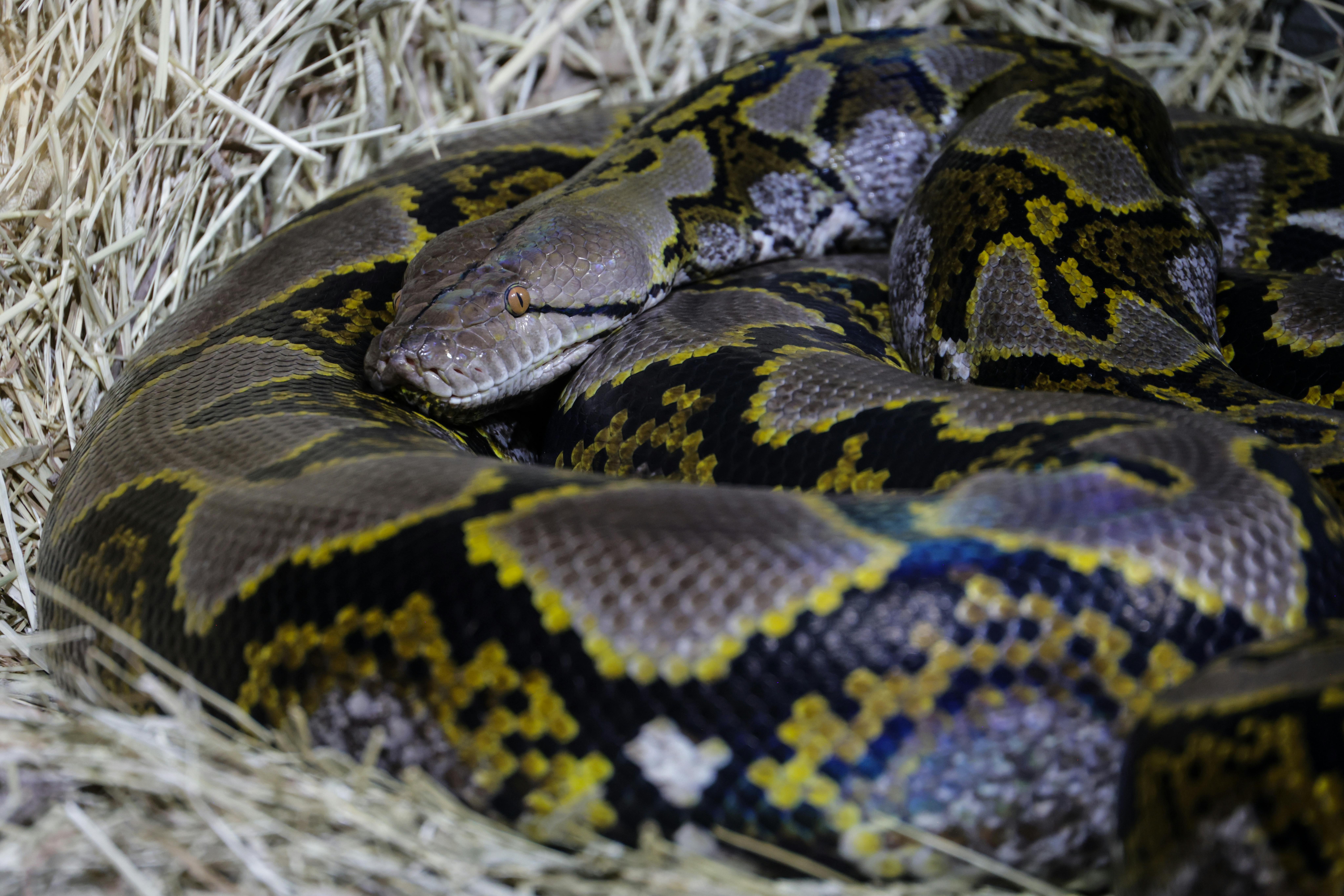 brisbane carpet python