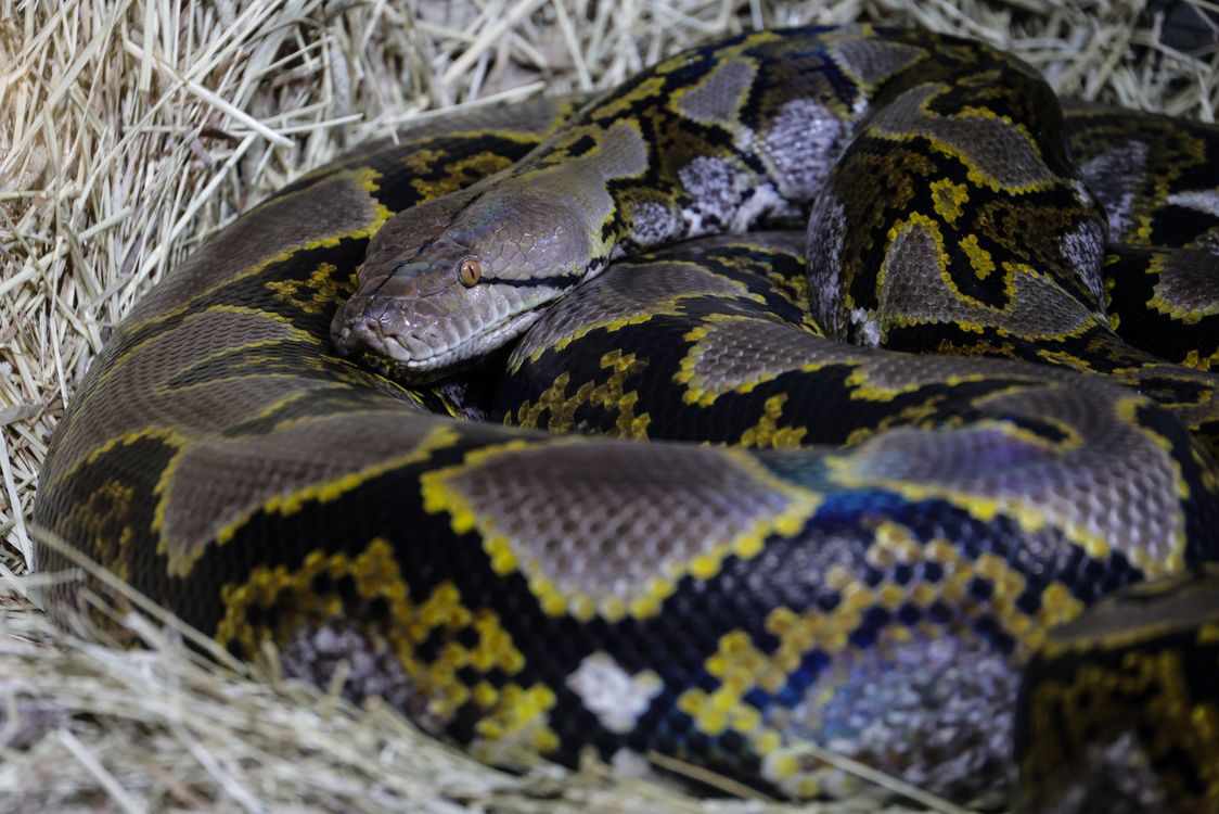 Wild Riticulated Python Close-Up of a Reticulated Python in Natural Habitat · Free Stock Photo